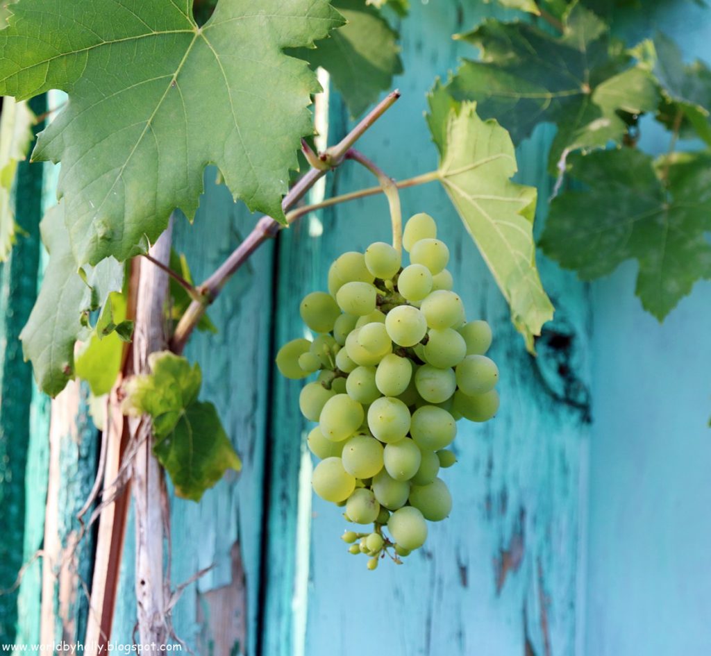 winorośl, winogrono, jak uprawiać winogrona, winogrona z działki