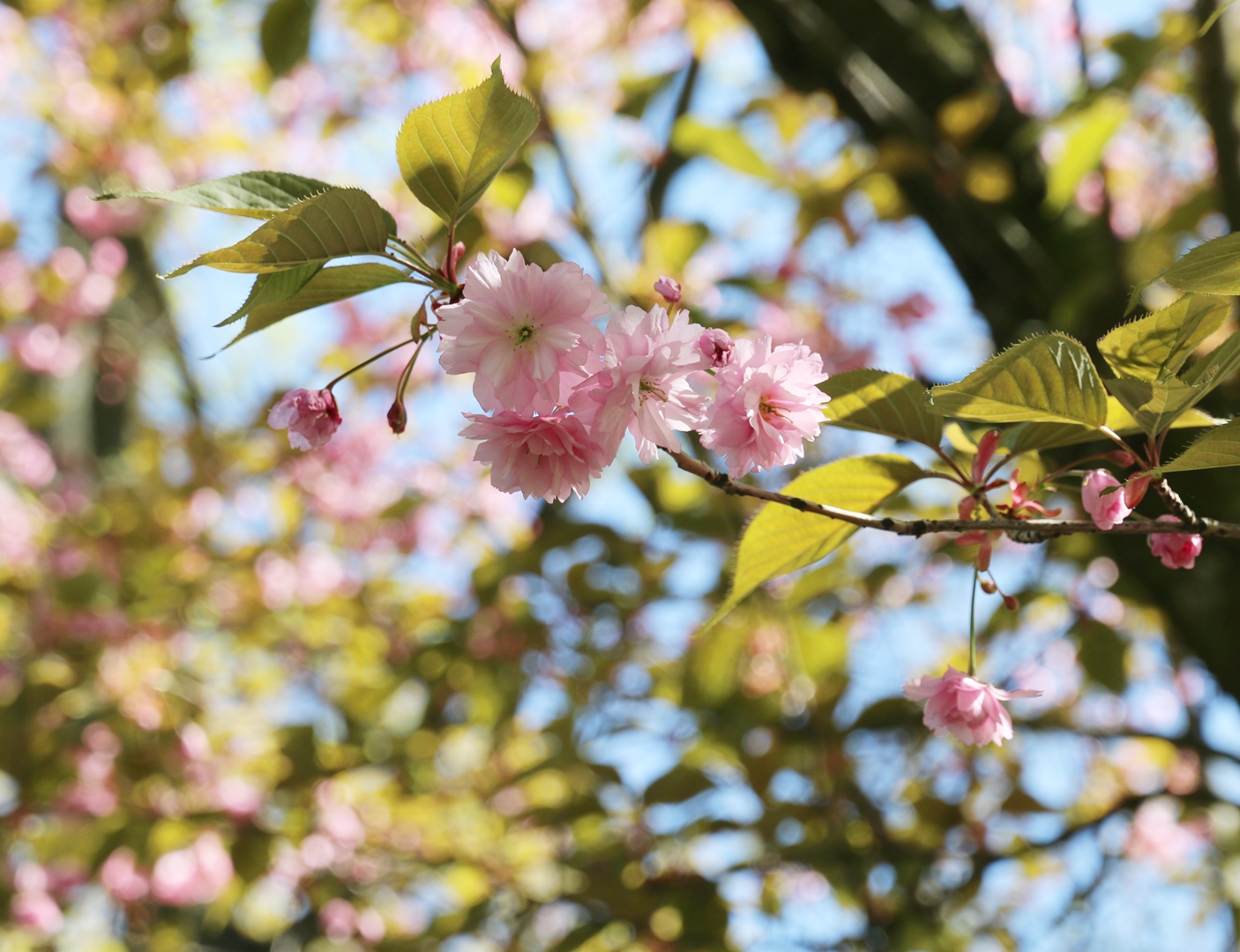 Kwitnąca gałązka drzewa migdałowca jako symbol piękna, spokoju i uważności