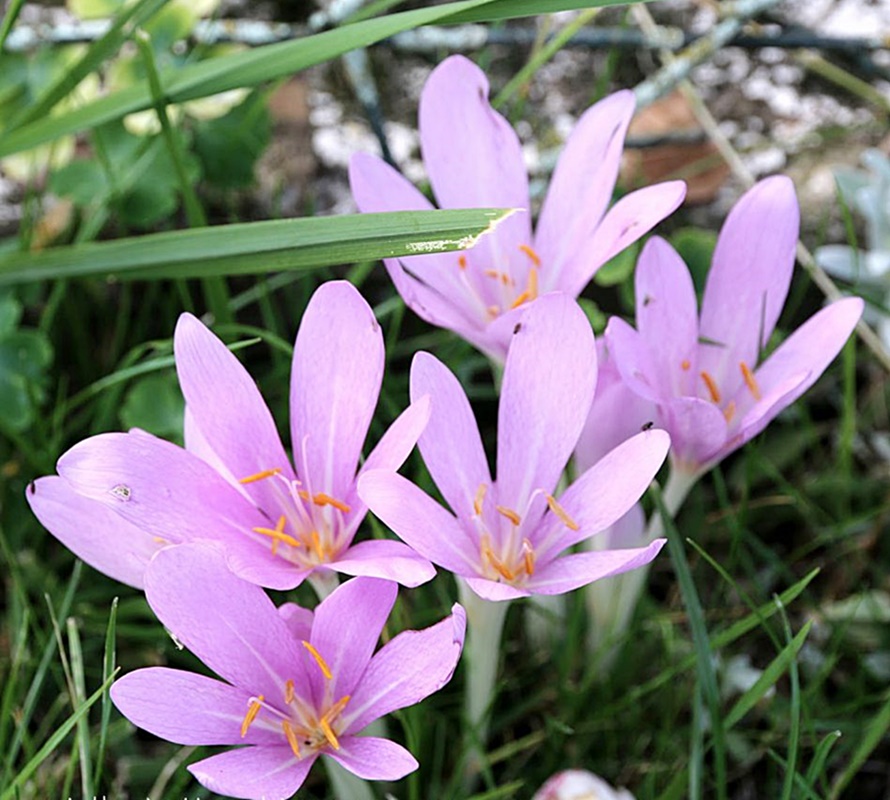 Jesienne kwiaty, podobne do krokusów zwane ziemowitami