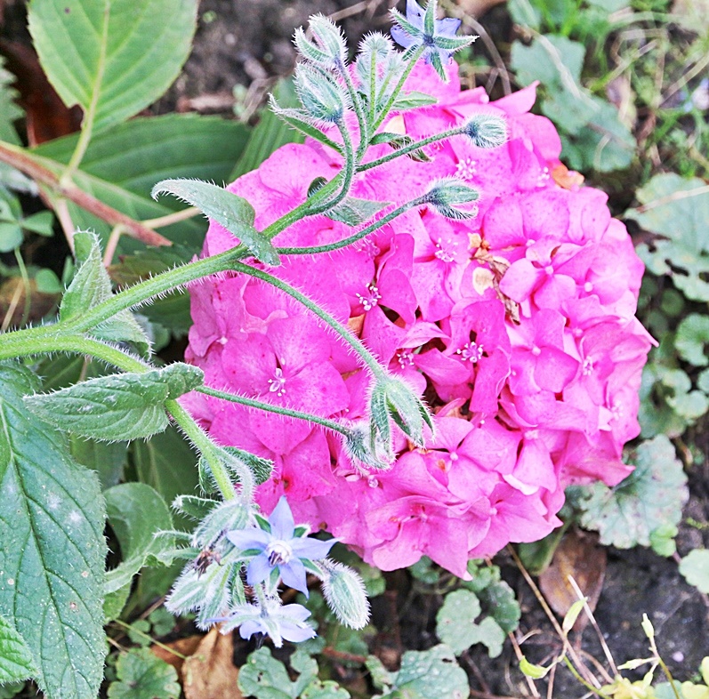 Kwiaty w ogrodzie to  piekne hortensje w kolorze fuksji